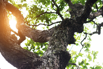Branches with sunlight