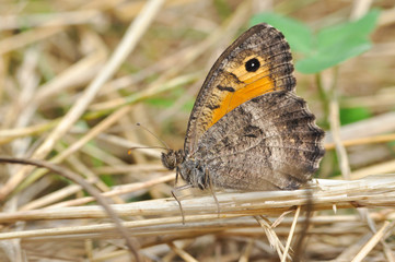 Arethusana arethusa, False Grayling butterfly in the grass. Butterfly in dry grass