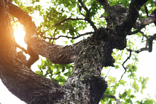 Fototapeta Branches with sunlight
