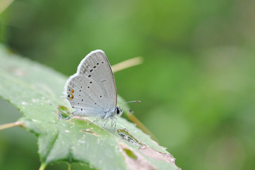 Fototapeta na wymiar A short-tailed blue (Cupido argiades) is sitting on a grass. Small blue butterfly in wild nature