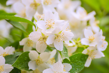 White delicate jasmine flowers in dewdrops on green branches. A beautiful natural spring summer background.

