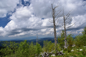 Fototapeta premium Reviving nature. Fir trees’ skeletons left after a big forest fire many years ago in Rila Mountain, Bulgaria. Now new green trees appear at the site of the burnt forest