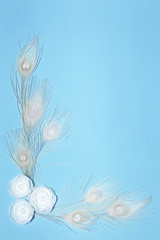 Light Blue Vertical Background With Handmade Gentle White Ranunculus Flowers and Peacock Feathers, Lying Flat, Top View. Have an Empty Place For Your Text.