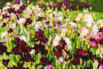 Multicolor Iris flowers in a garden