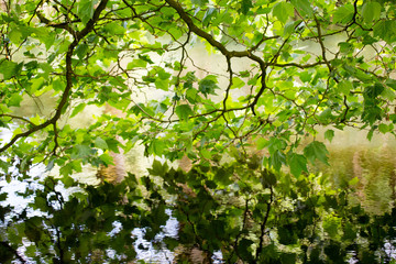Nature scene. Spring tree reflected in water.