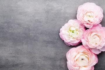 Pink beautiful ranunculus on gray background.