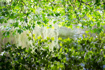 Nature scene. Spring tree reflected in water.