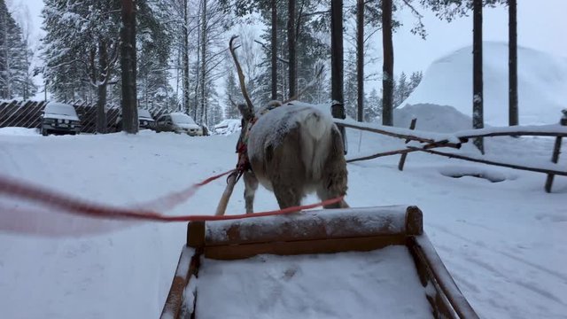 Riding reindeer sleigh in winter landscape