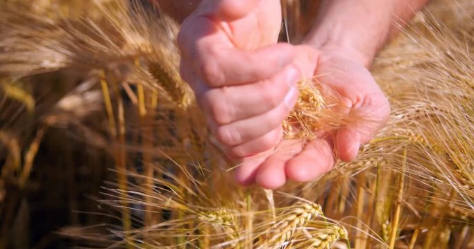 Champ de bl&eacute; en &eacute;t&eacute; par ciel bleu