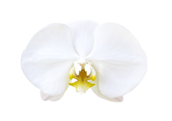 Fototapeta na wymiar White orchids blossom