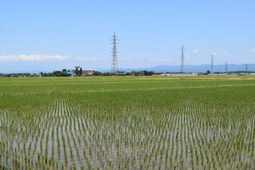 田植え２週間後の田園風景