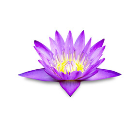 The lotus bloom