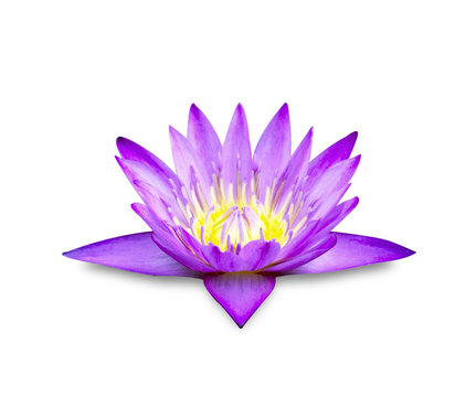 Fototapeta The lotus bloom