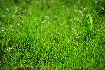 Background of green summer grass, selective focus and bokeh