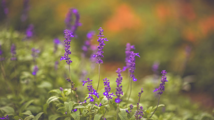 Obraz premium Purple Lavender Garden