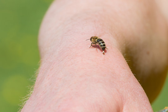 Biene Honigbiene (Apis mellifera) hinterlässt Ihren Stachel mit Giftblase in der Haut und fliegt weg