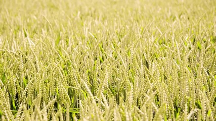 Seamless loop, Green wheat field moving in the wind, agriculture organic wheat concept, video HD