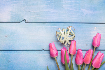 Pink tulips  flowers and decorative heart on blue wooden background.