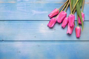 Pink tulips  flowers on blue wooden background.
