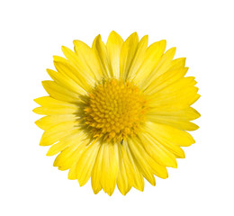 Gaillardia yellow flowers