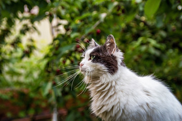 Beautifull Kitty Photoshoot