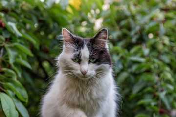 Beautifull Kitty Photoshoot