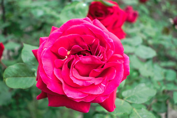 Closeup of a pink rose