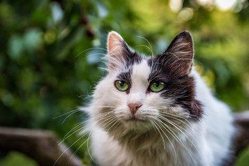 Beautifull Kitty Photoshoot