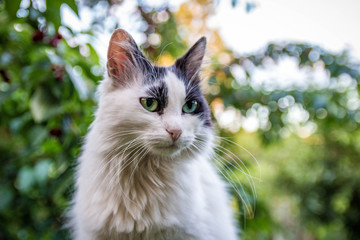 Obraz premium Beautifull Kitty Photoshoot