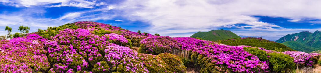 くじゅう 平治岳_大船山と並んで6月にはミヤマキリシマの「天空のお花畑」となる、北面の吉部登山口からのコースもミツバツツジや秋の紅葉が美しい