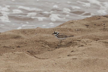 Vogel am Sandstrand