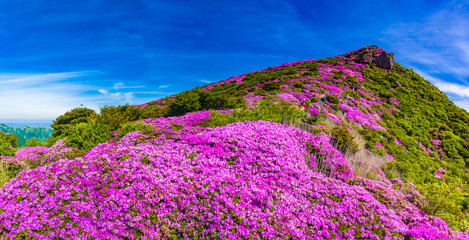 くじゅう 平治岳_大船山と並んで6月にはミヤマキリシマの「天空のお花畑」となる、北面の吉部登山口からのコースもミツバツツジや秋の紅葉が美しい © narutake