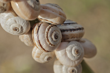 Schnecken Versammlung