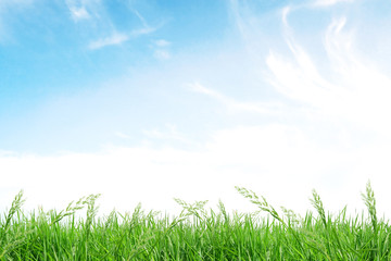 Obraz na płótnie Canvas isolate grass field on white background with blue sky and cloud