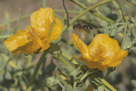 Gelber Hornmohn mit Biene