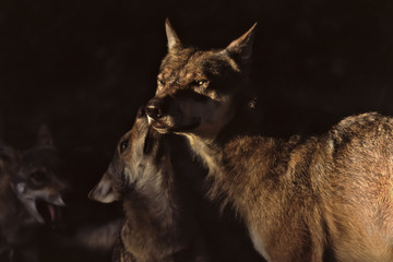 Wolf mit Jungtier Wild