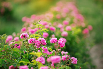 Obraz premium Pink bush of beautiful roses on bright summer day