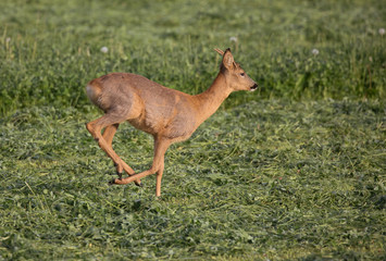 Fototapeta premium Roe deer (Capreolus capreolus)