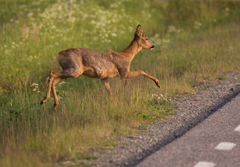 Roe deer (Capreolus capreolus)