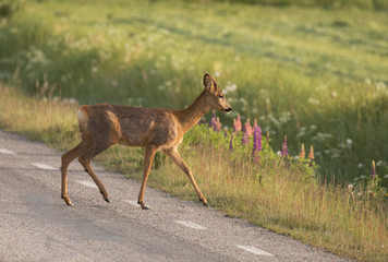 Roe deer (Capreolus capreolus) At the roadside.