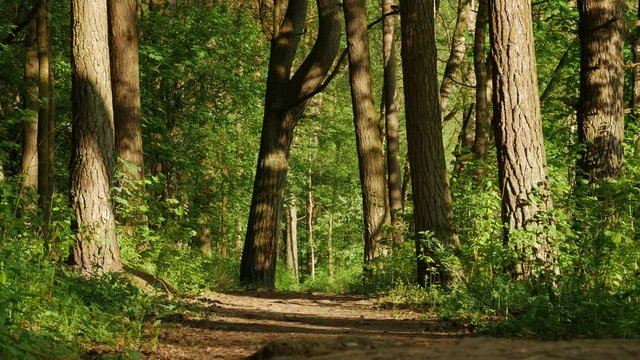 Intensive light in early spring park, green leaves of forest. Spring coming into the park.