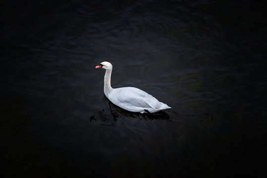 Swan swimming in the pond
