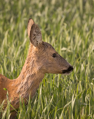 Roe deer (Capreolus capreolus)