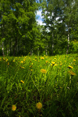 Dandelion flowers