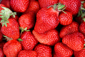 Erdbeeren / Strawberry