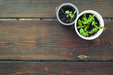 Top view of the seedlings of flowers in round plastic containers on a dark wooden brown surface. Empty space.