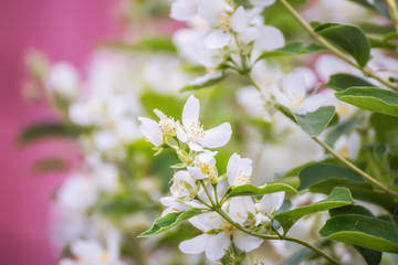 Branches with white delicate jasmine flowers. Luxuriant flowering.  A beautiful natural spring summer background.
