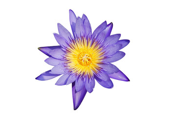 Beautiful purple blooming lotus flower on isolated white background