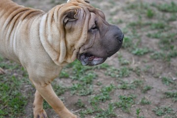 Dog breed Shar Pei