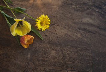 Chamomile and tulip on a brown marble background